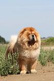 CHOW CHOW 099